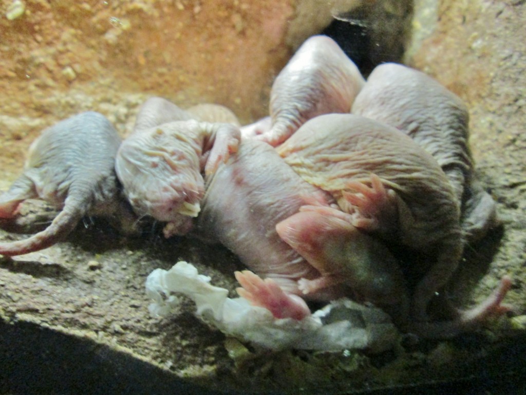 Foto: Bioparc - València (Comunidad Valenciana), España