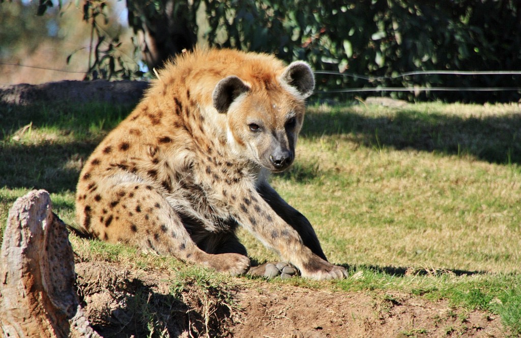 Foto: Bioparc - València (Comunidad Valenciana), España