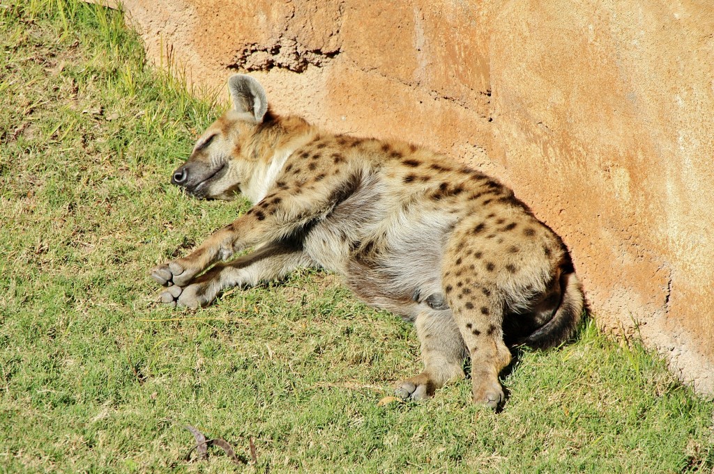 Foto: Bioparc - València (Comunidad Valenciana), España