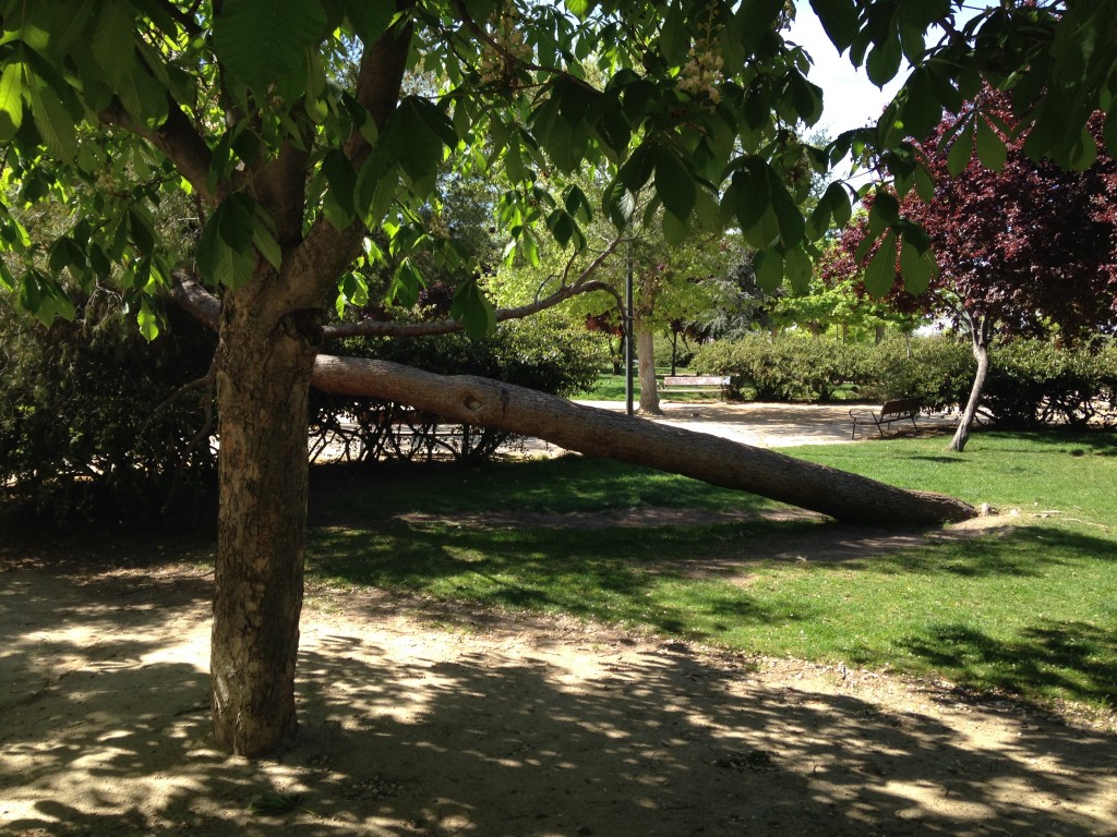 Foto: Árbol caído Vicálvaro - Madrid (Comunidad de Madrid), España