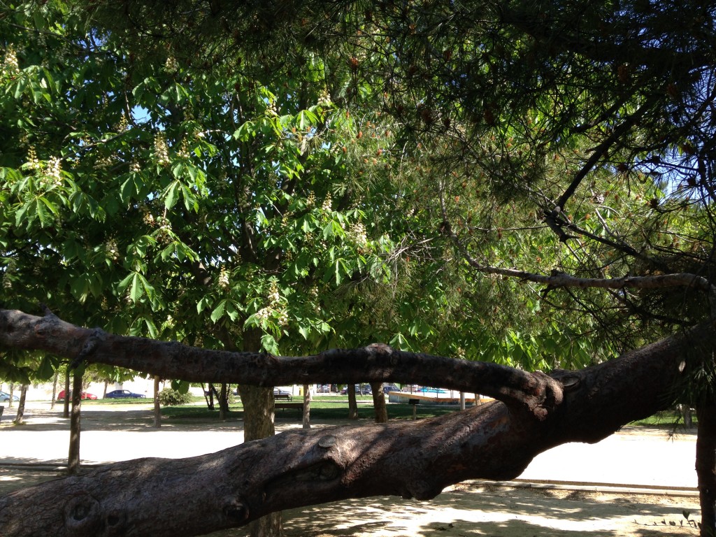 Foto: Árbol caído parque de Vicálvaro - Madrid (Comunidad de Madrid), España