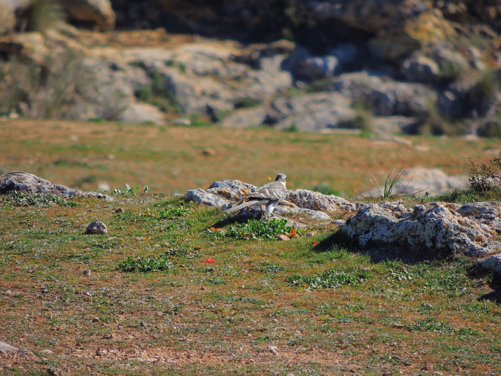 Foto: Peñarroya - Argamasilla de Alba (Ciudad Real), España