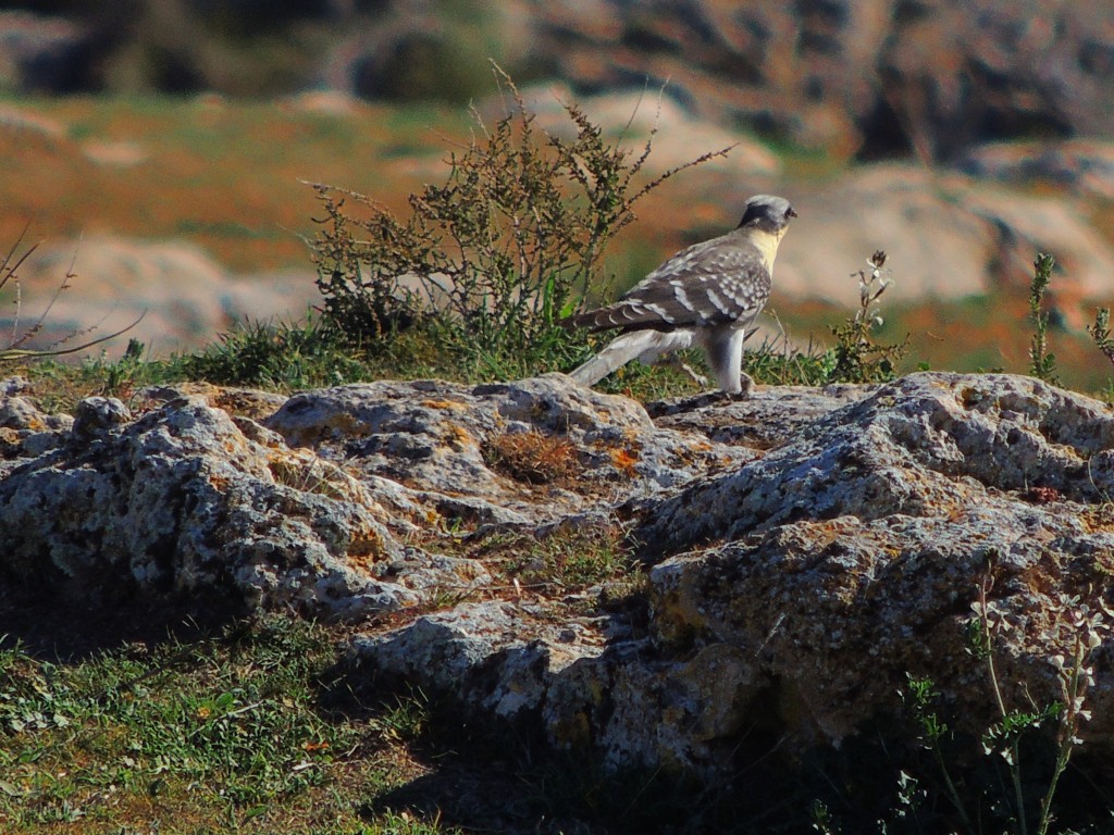 Foto: Peñarroya - Argamasilla de Alba (Ciudad Real), España