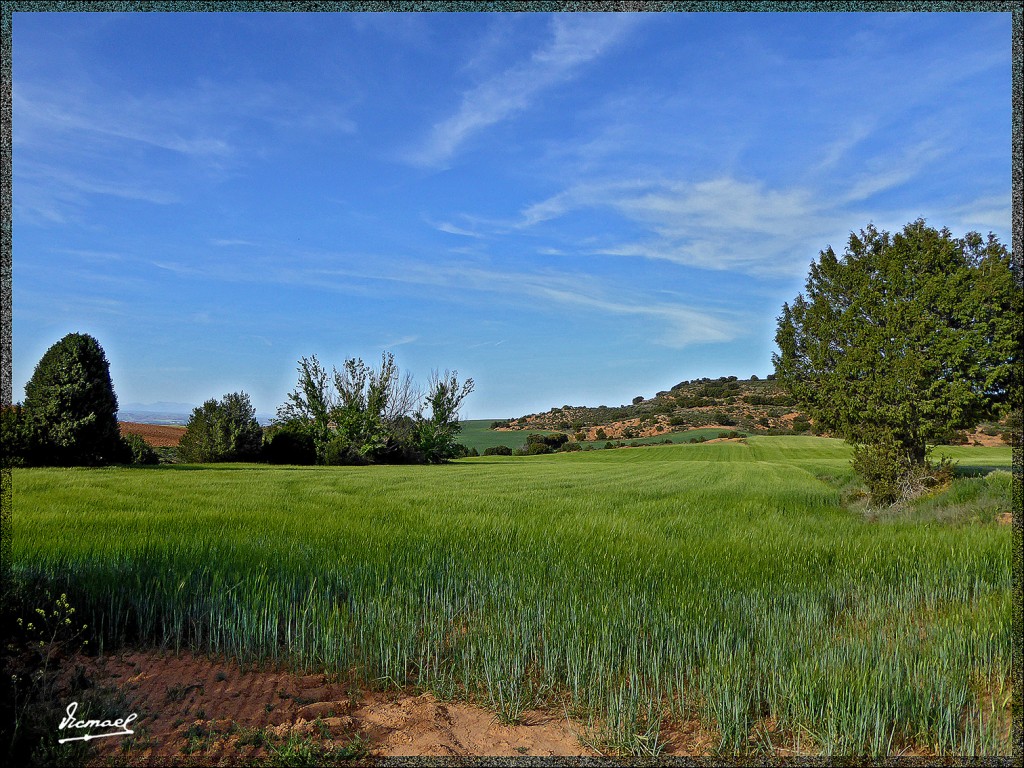 Foto: 150509-12 ALCONCHEL DE ARIZA - Alconchel De Ariza (Zaragoza), España