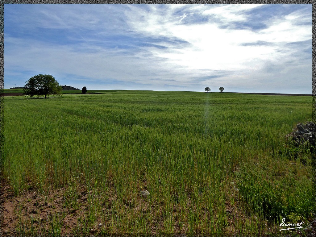 Foto: 150509-10 ALCONCHEL DE ARIZA - Alconchel De Ariza (Zaragoza), España