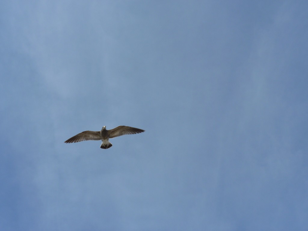 Foto: Puerto de Mar del Plata. - Mar del Plata (Buenos Aires), Argentina