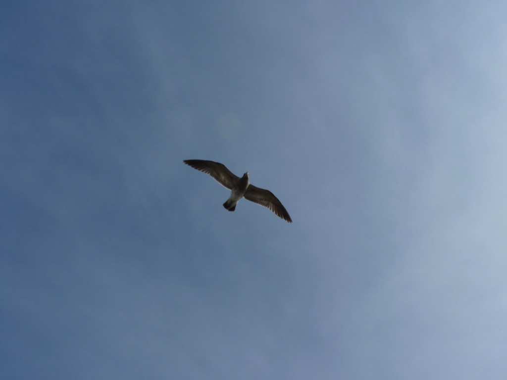 Foto: Puerto de Mar del Plata. - Mar del Plata (Buenos Aires), Argentina