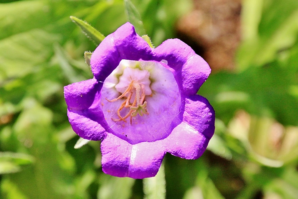 Foto: Jardín Mar i Murtra - Blanes (Girona), España