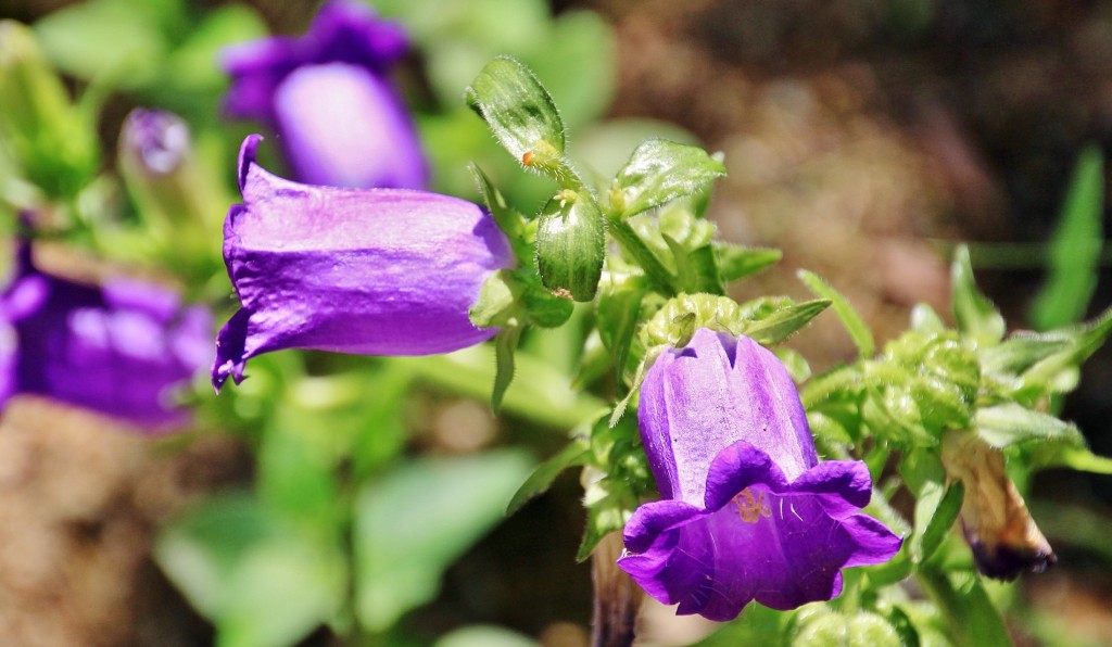 Foto: Jardín Mar i Murtra - Blanes (Girona), España