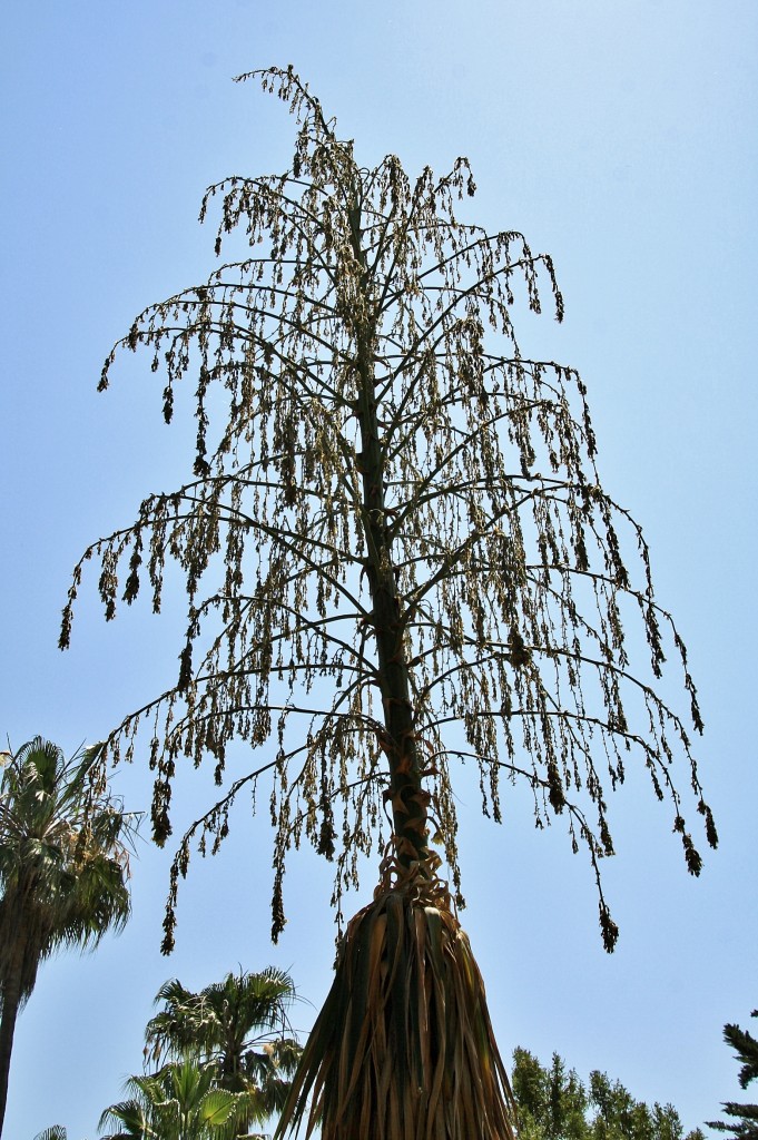 Foto: Jardín Mar i Murtra - Blanes (Girona), España