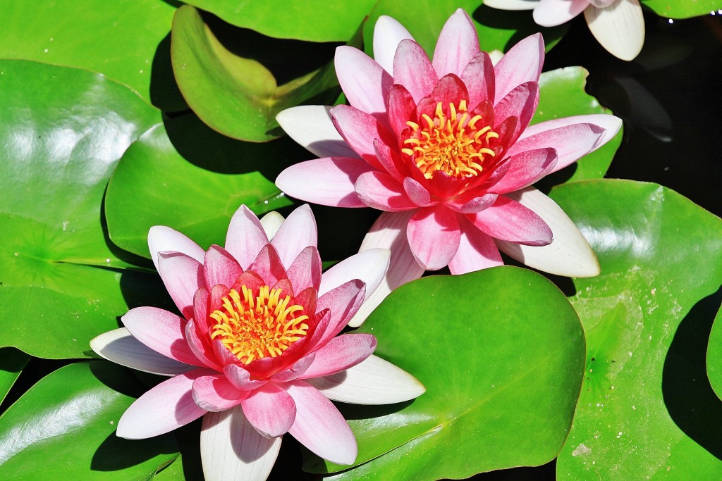 Foto: Jardín Mar i Murtra - Blanes (Girona), España