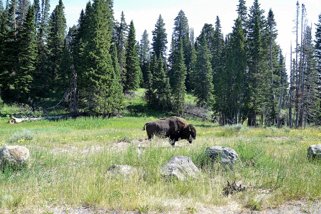 Foto: Bisontes - Yellowstone NP (Wyoming), Estados Unidos