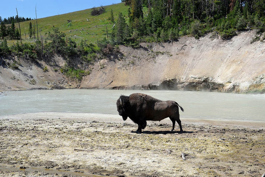 Foto: Mud Volcano - Yellowstone NP (Wyoming), Estados Unidos