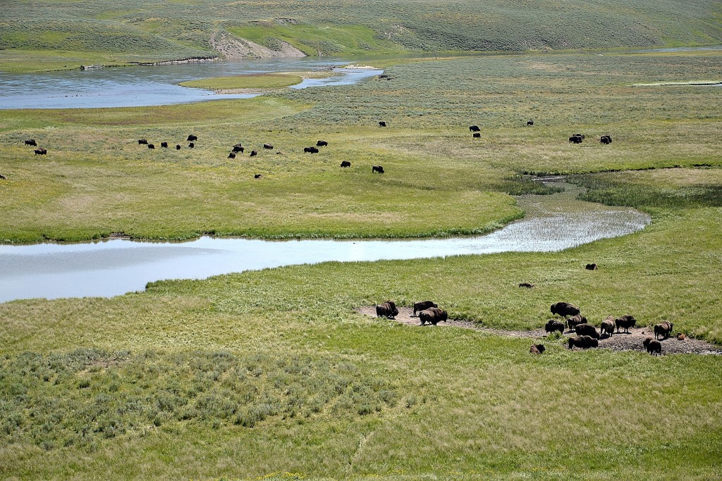 Foto: Bisontes - Yellowstone NP (Wyoming), Estados Unidos