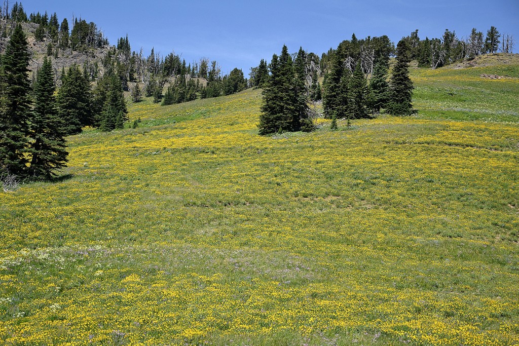 Foto: Paisajes Yellowstone NP - Yellowstone NP (Wyoming), Estados Unidos
