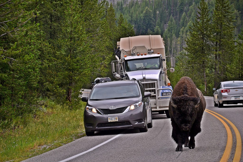 Foto: Western entrance of Yellowstone NP - Yellowstone NP (Montana), Estados Unidos
