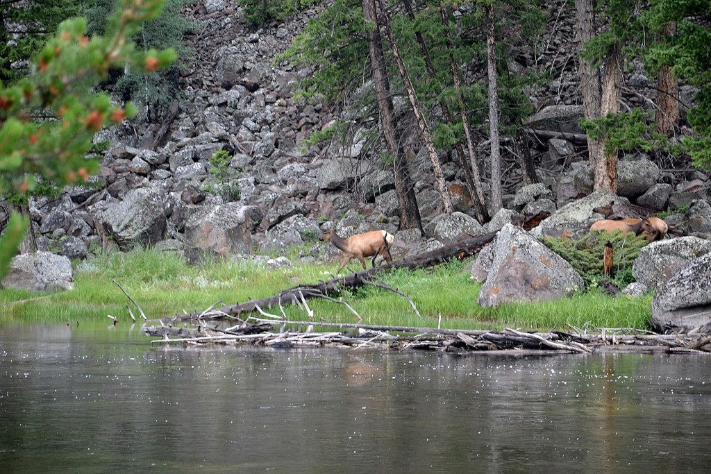 Foto: Western entrance of Yellowstone NP - Yellowstone NP (Montana), Estados Unidos