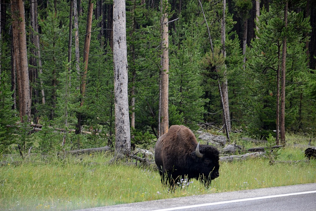 Foto: Western entrance of Yellowstone NP - Yellowstone NP (Montana), Estados Unidos