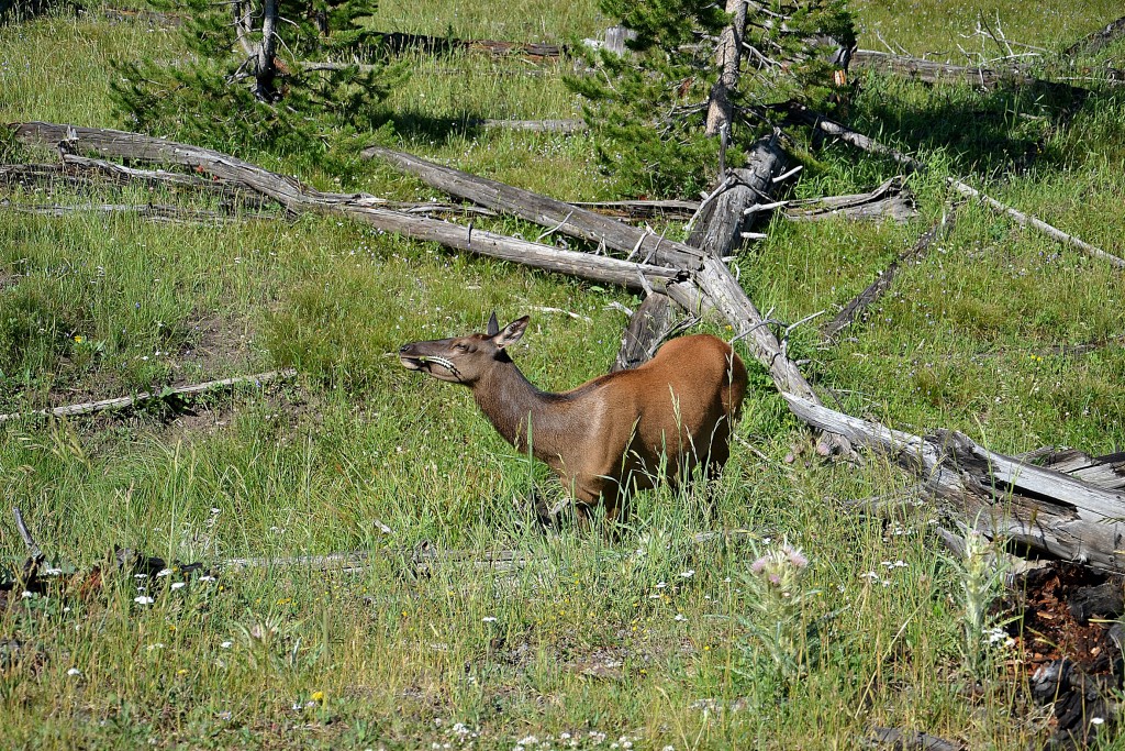 Foto: Western entrance of Yellowstone NP - Yellowstone NP (Montana), Estados Unidos