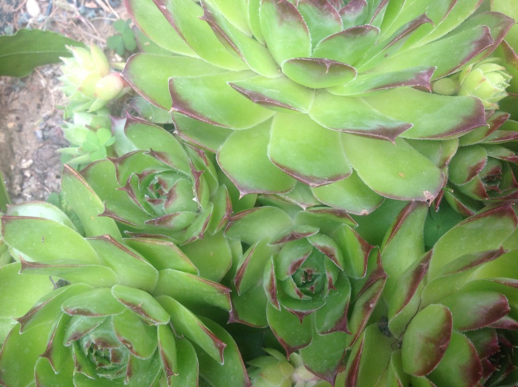 Foto de Carcassone, Francia