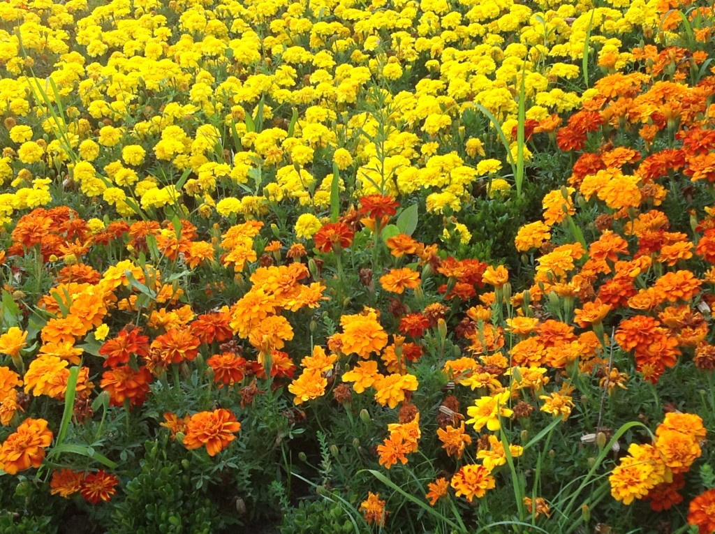 Foto de Lugo (A Coruña), España