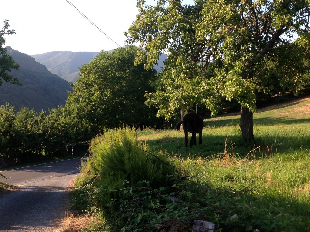 Foto de Os Ancares, Robledo (A Coruña), España