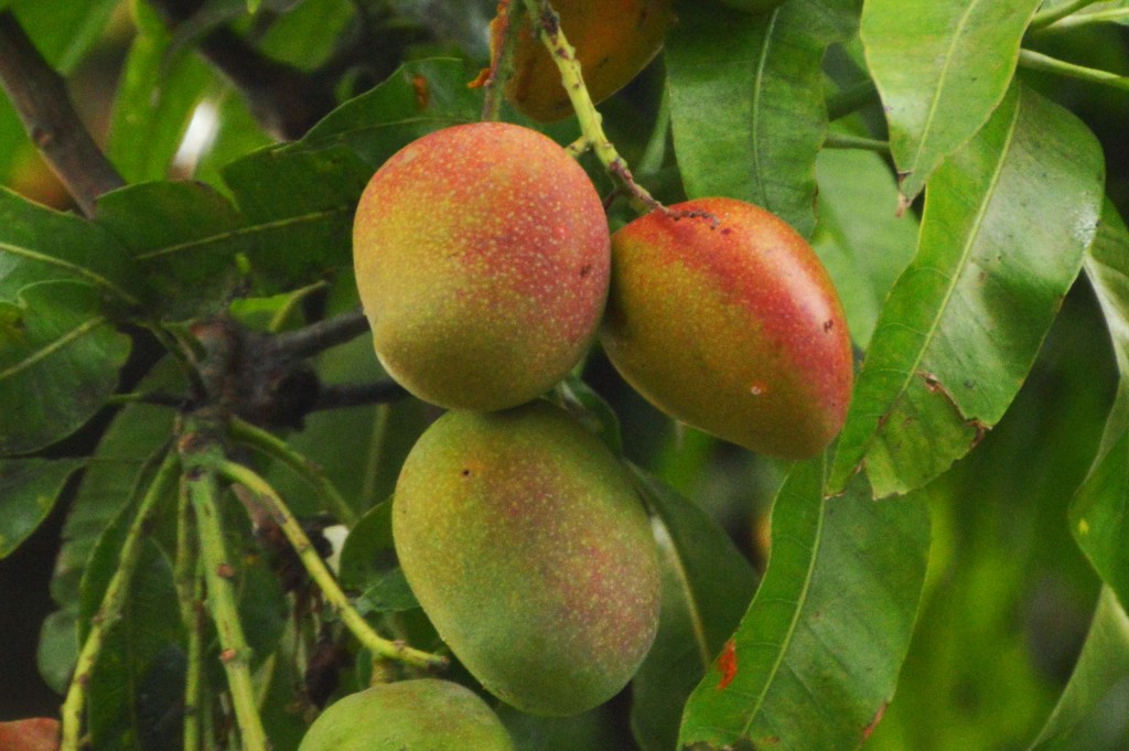 Foto de Alajuela, Costa Rica