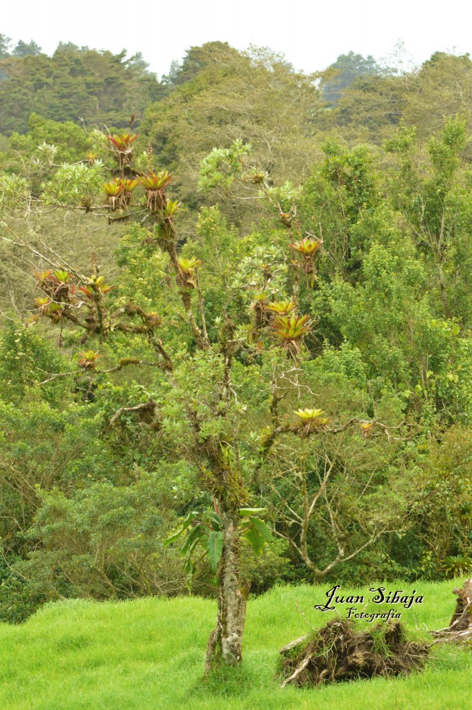 Foto de Alajuela, Costa Rica