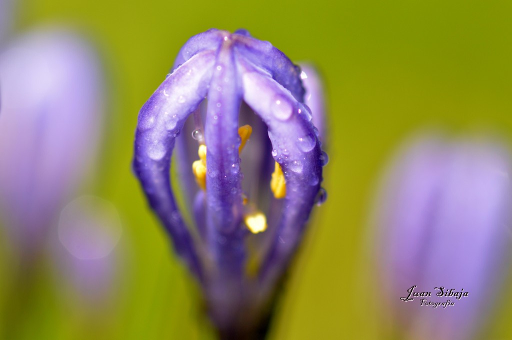Foto de Alajuela, Costa Rica