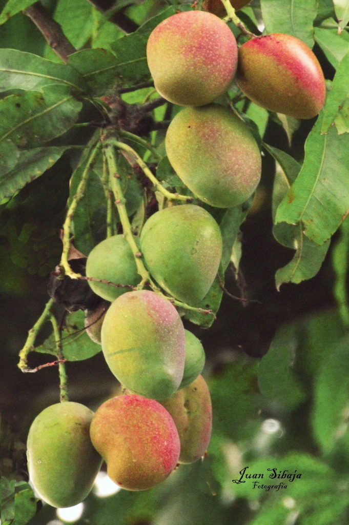 Foto de Alajuela, Costa Rica