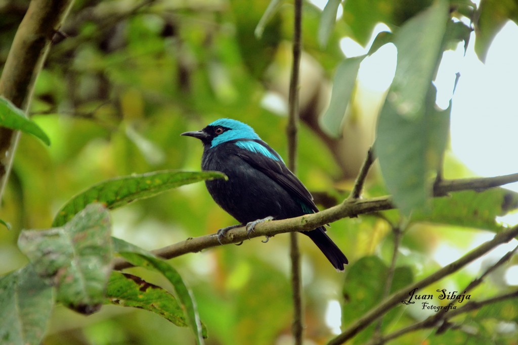 Foto de Alajuela, Costa Rica