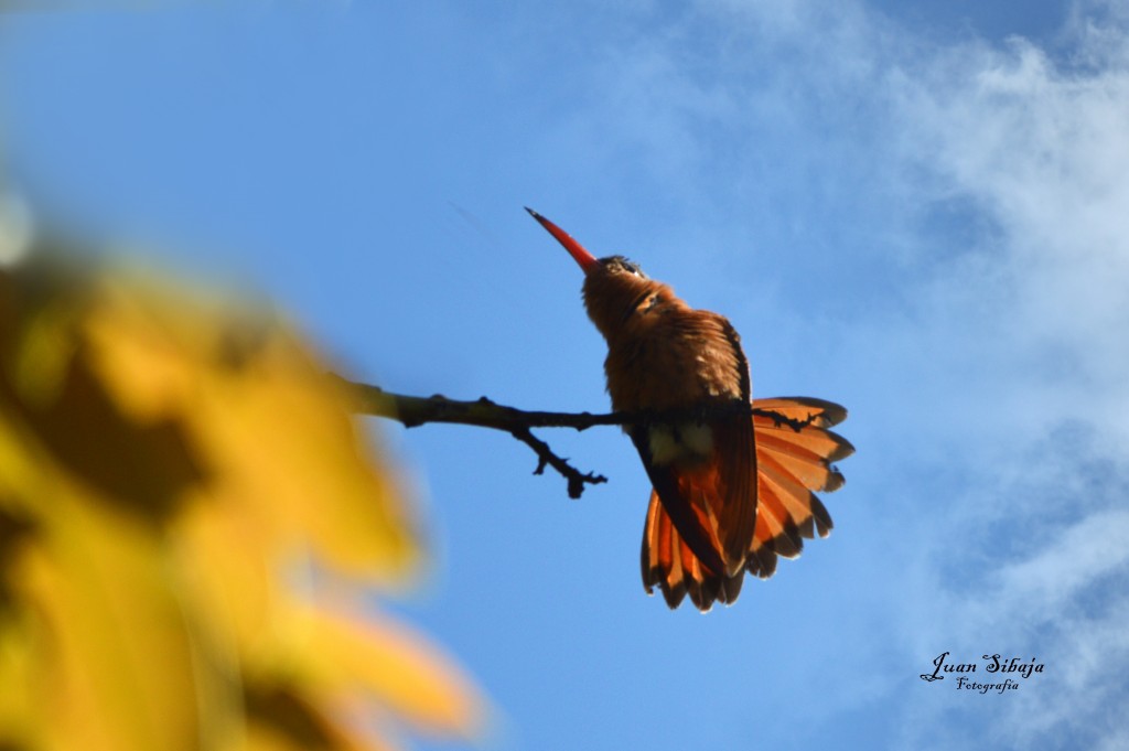 Foto de Alajuela, Costa Rica