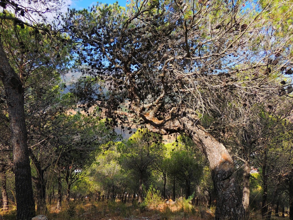 Foto de Carratraca (Málaga), España
