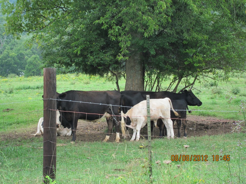 Foto de New Hope (Alabama), Estados Unidos