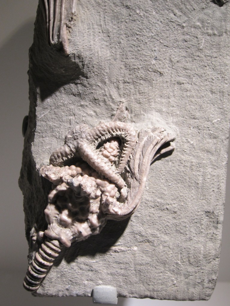 Foto de Houston (Texas), Estados Unidos