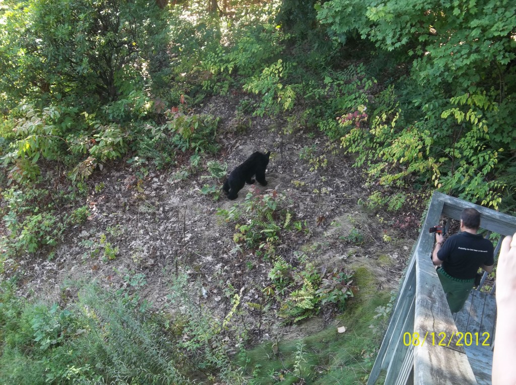 Foto de Gatlinburg (Tennessee), Estados Unidos