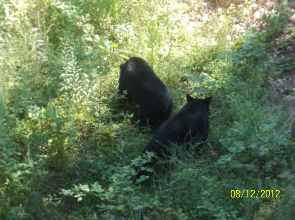 Foto de Gatlinburg (Tennessee), Estados Unidos