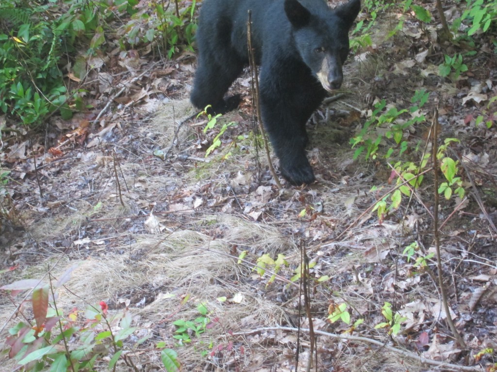 Foto de Gatlinburg (Tennessee), Estados Unidos