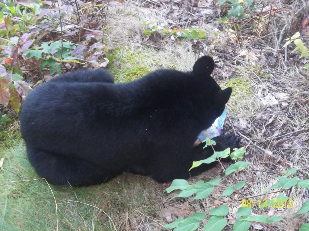 Foto de Gatlinburg (Tennessee), Estados Unidos