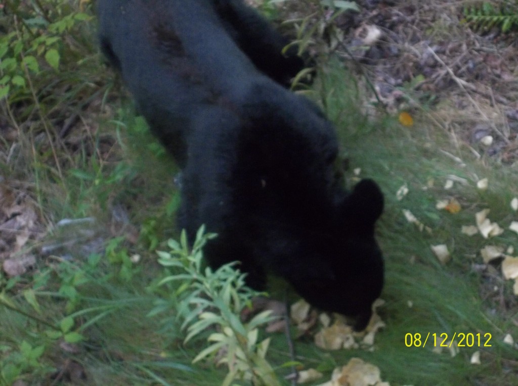 Foto de Gatlinburg (Tennessee), Estados Unidos