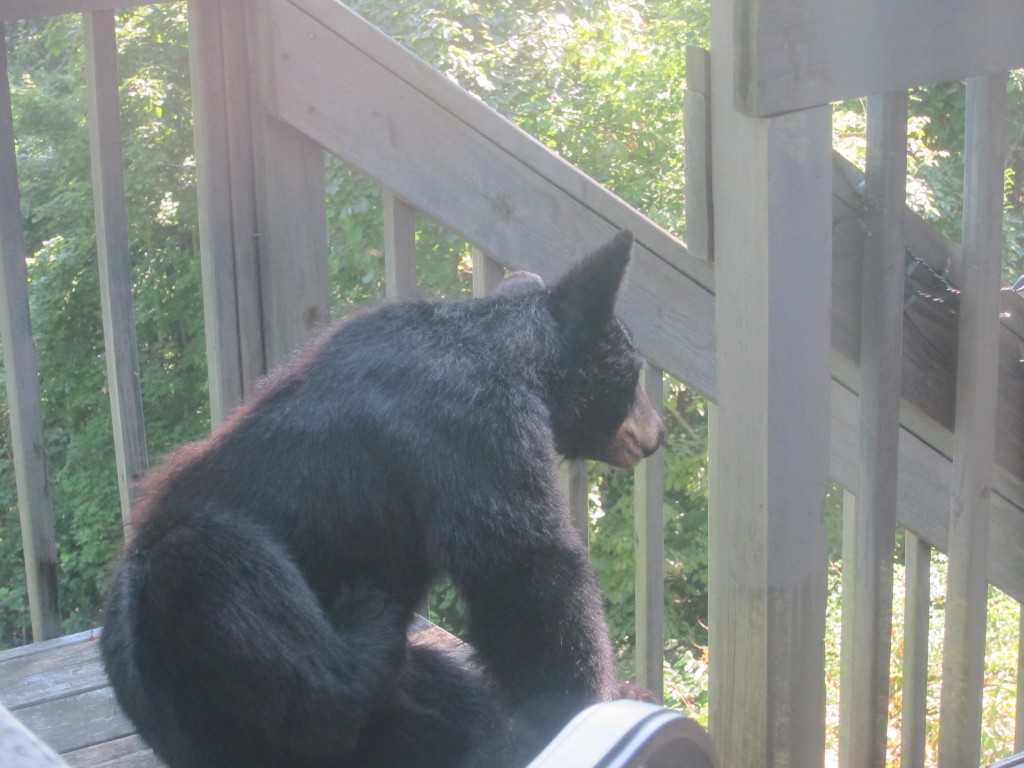 Foto de Gatlinburg (Tennessee), Estados Unidos