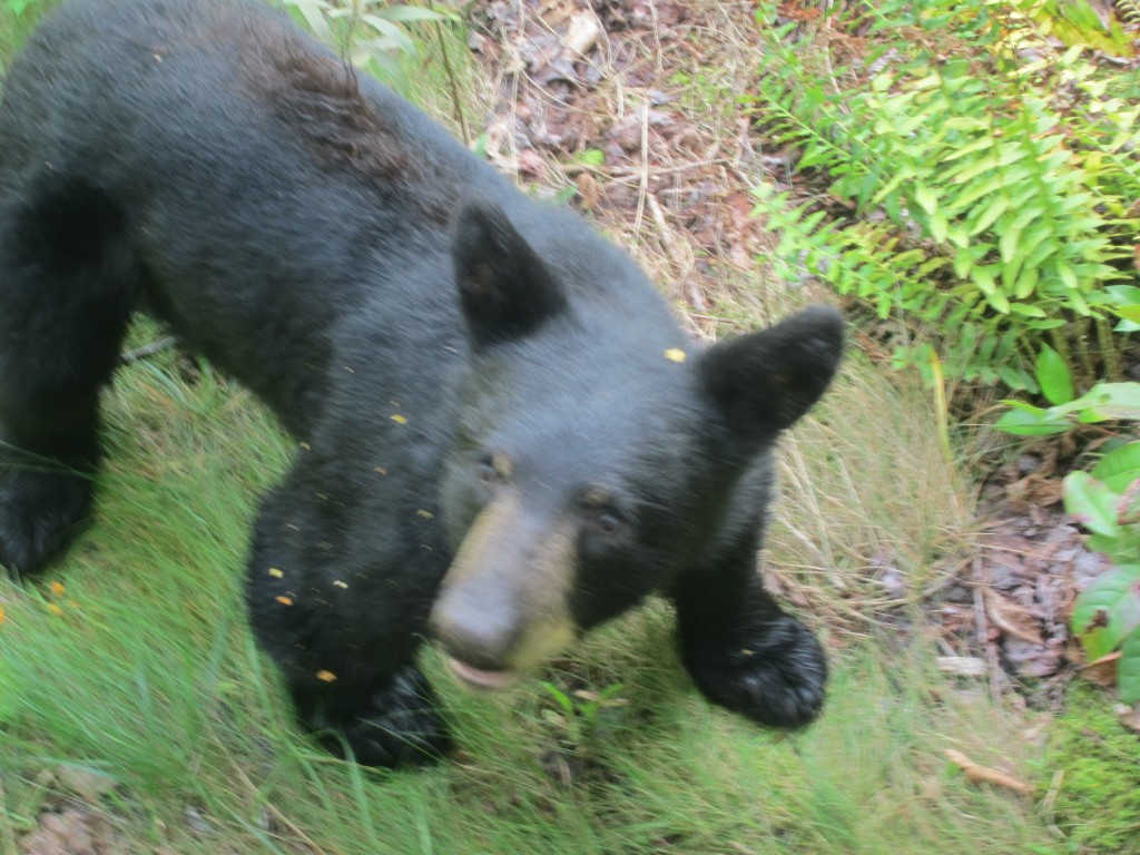 Foto de Gatlinburg (Tennessee), Estados Unidos