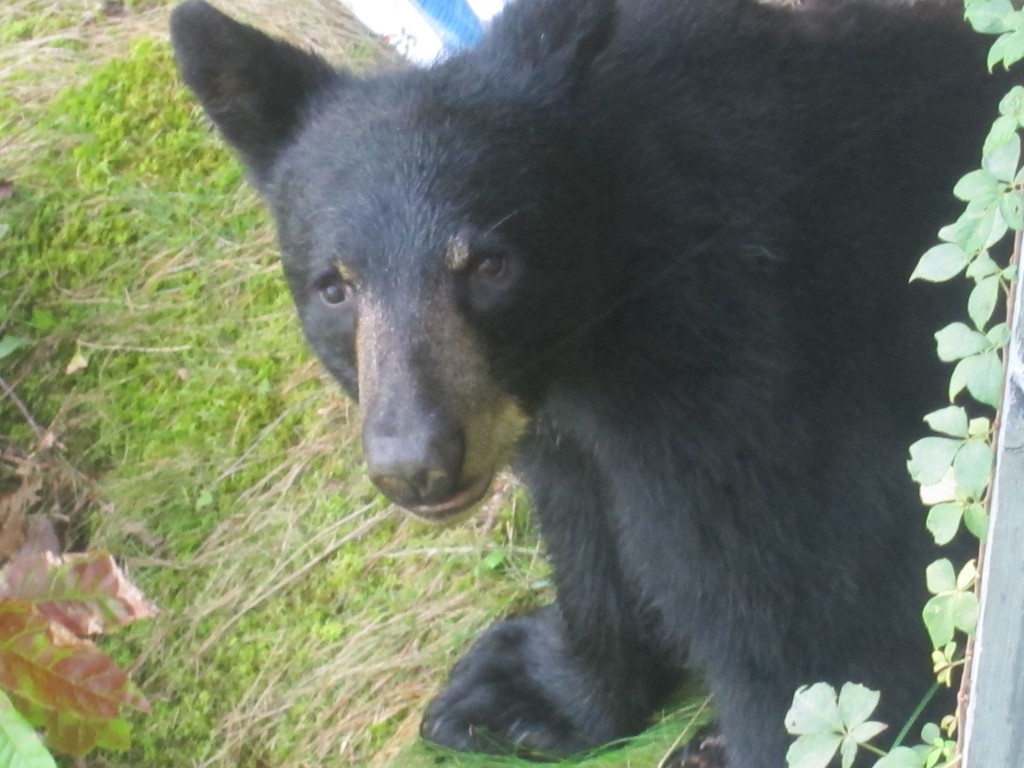 Foto de Gatlinburg (Tennessee), Estados Unidos