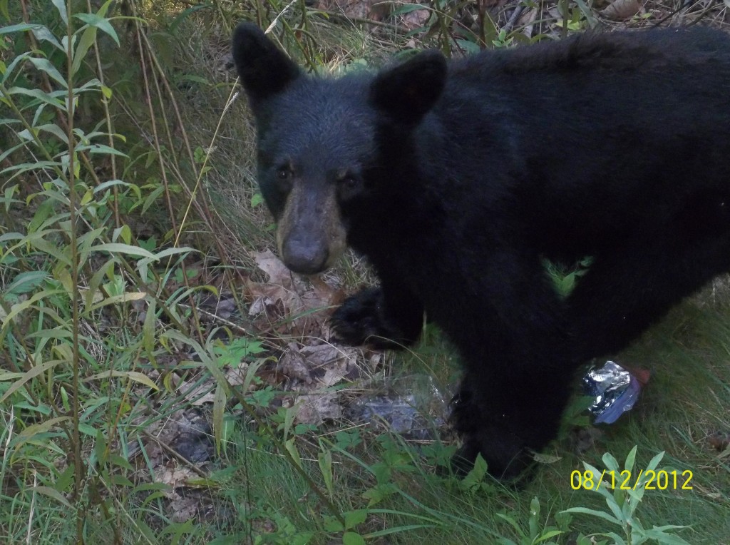 Foto de Gatlinburg (Tennessee), Estados Unidos
