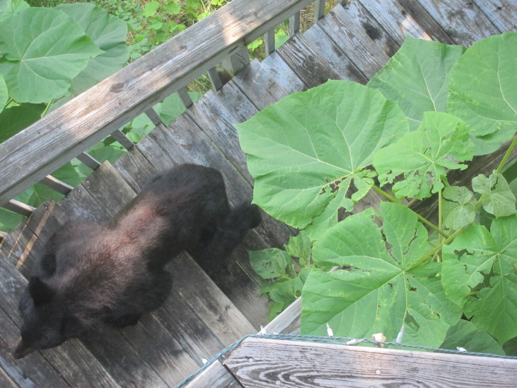 Foto de Gatlinburg (Tennessee), Estados Unidos