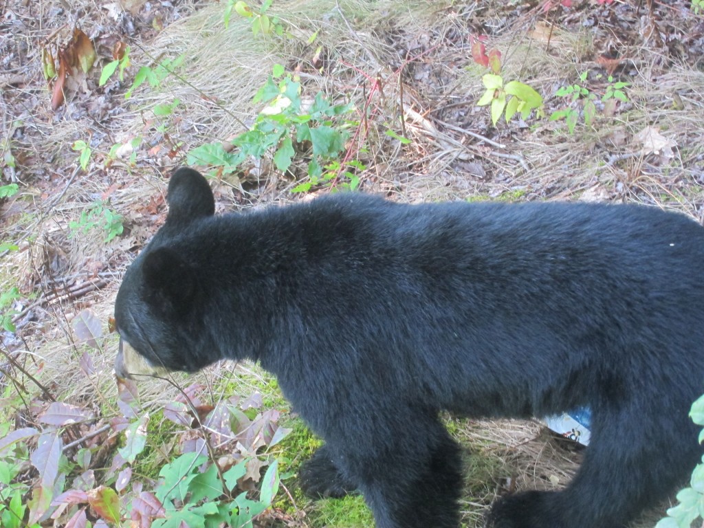 Foto de Gatlinburg (Tennessee), Estados Unidos