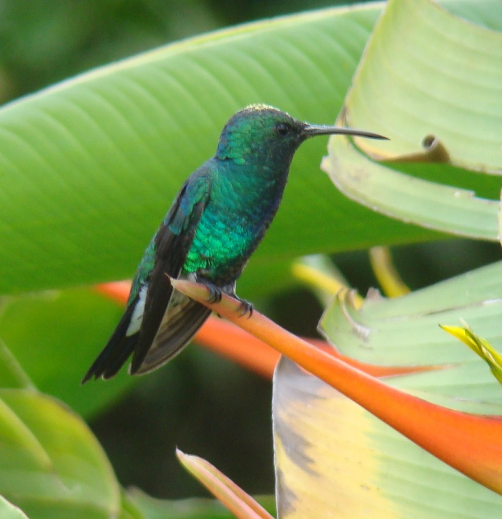 Foto: Colibrí - La Mesa (Cundinamarca), Colombia