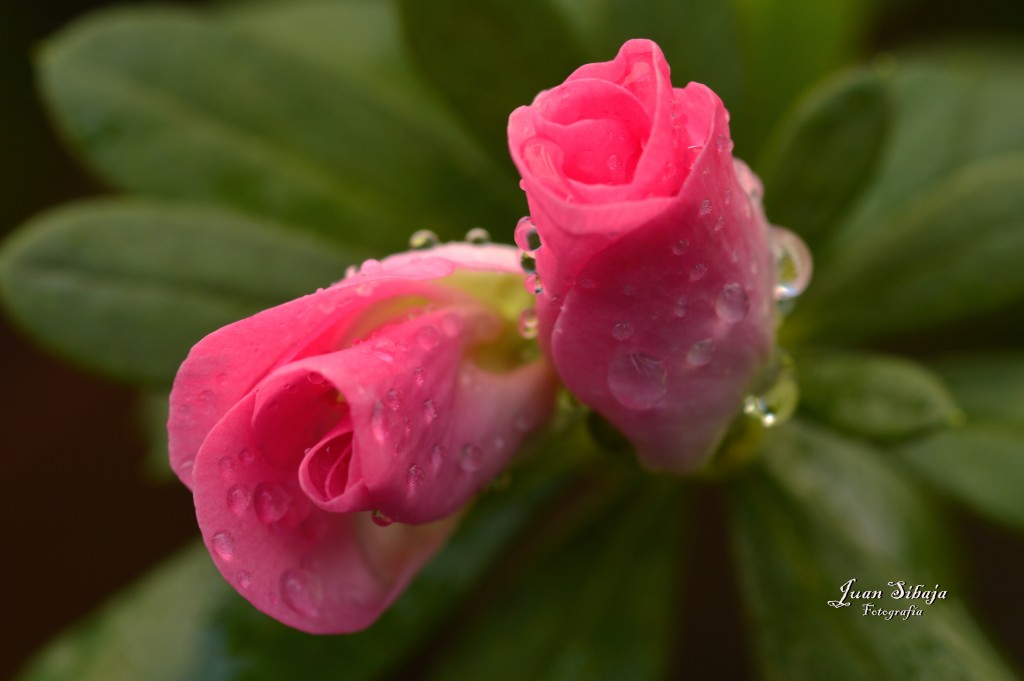 Foto de Alajuela, Costa Rica