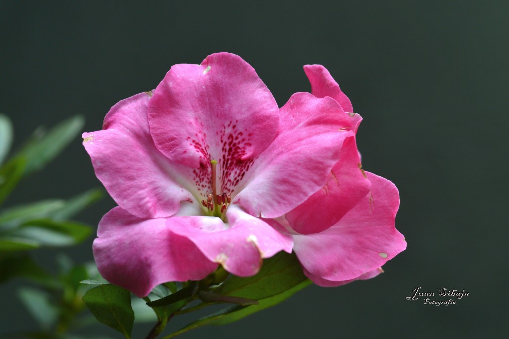 Foto de Alajuela, Costa Rica