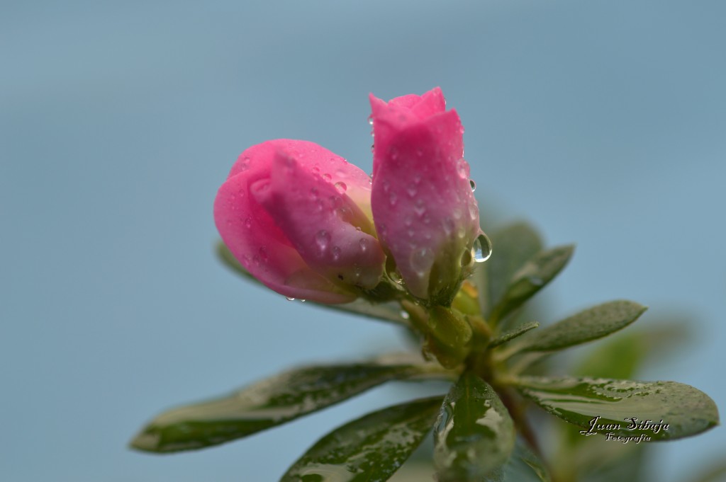 Foto de Alajuela, Costa Rica